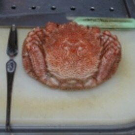 函館 初冬のグルメ 毛ガニとマツモ三杯酢 レシピ 作り方 By Startrek 楽天レシピ 函館 初冬のグルメ 毛ガニとマツモ三杯酢 レシピ 作り方 By Startrek 楽天レシピ